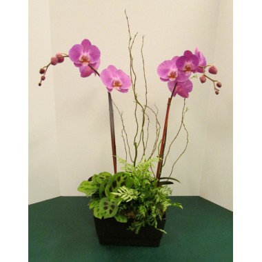  European Orchid Garden 9"